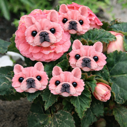 🔥 Varázsold el a kertedet! Varázslatos növények! Káprázatos magok a kutyád szemének! 🌸✨