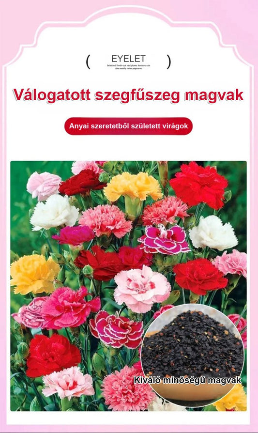 【Egész évben virágzó】dupla szirmú szegfűmagok
