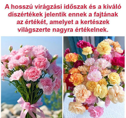 【Egész évben virágzó】dupla szirmú szegfűmagok