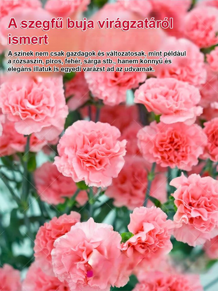 【Egész évben virágzó】dupla szirmú szegfűmagok