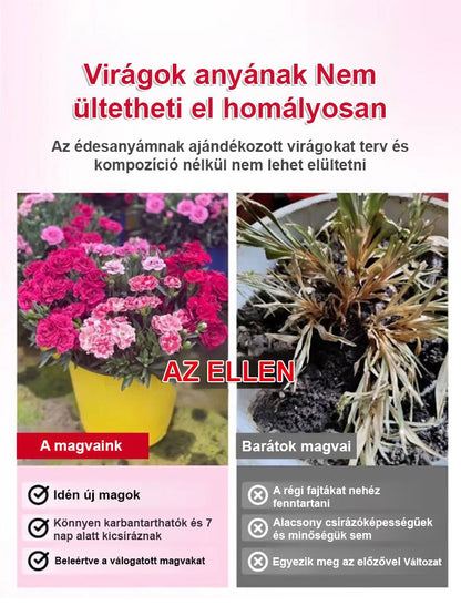 【Egész évben virágzó】dupla szirmú szegfűmagok