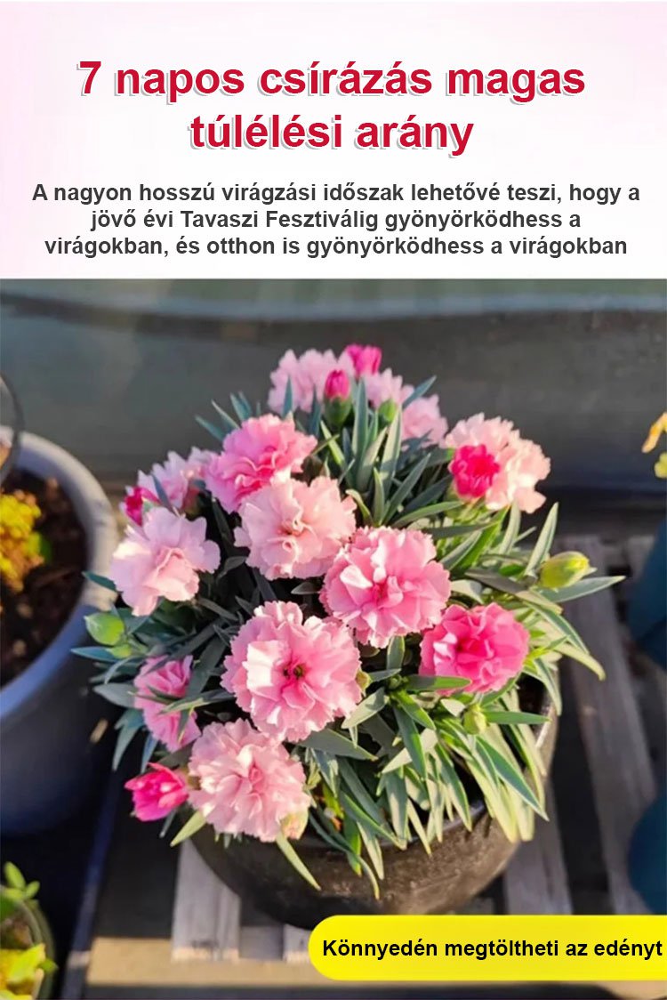 【Egész évben virágzó】dupla szirmú szegfűmagok