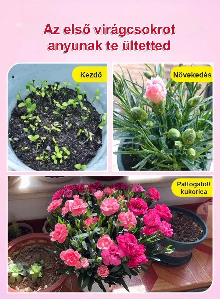 【Egész évben virágzó】dupla szirmú szegfűmagok