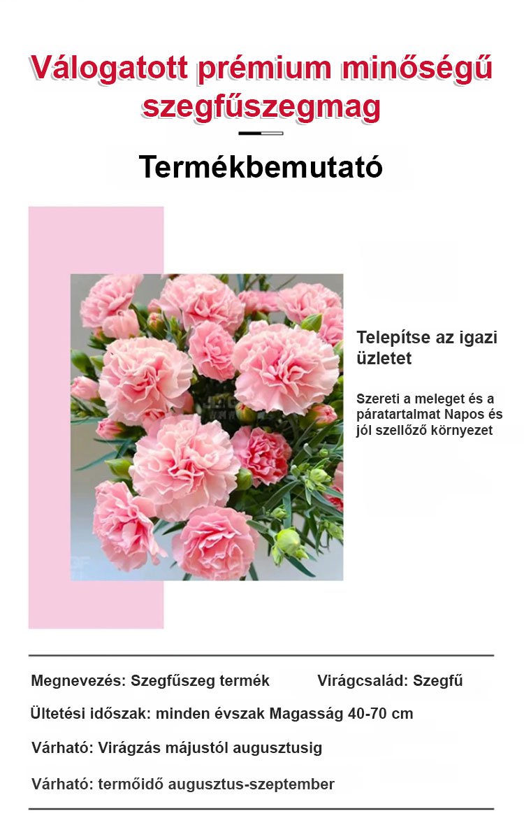 【Egész évben virágzó】dupla szirmú szegfűmagok