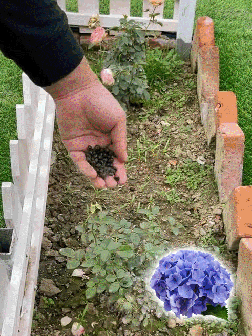 Hortenzia magok négy évszakban virágoznak.