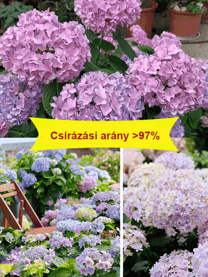 Hortenzia magok négy évszakban virágoznak.