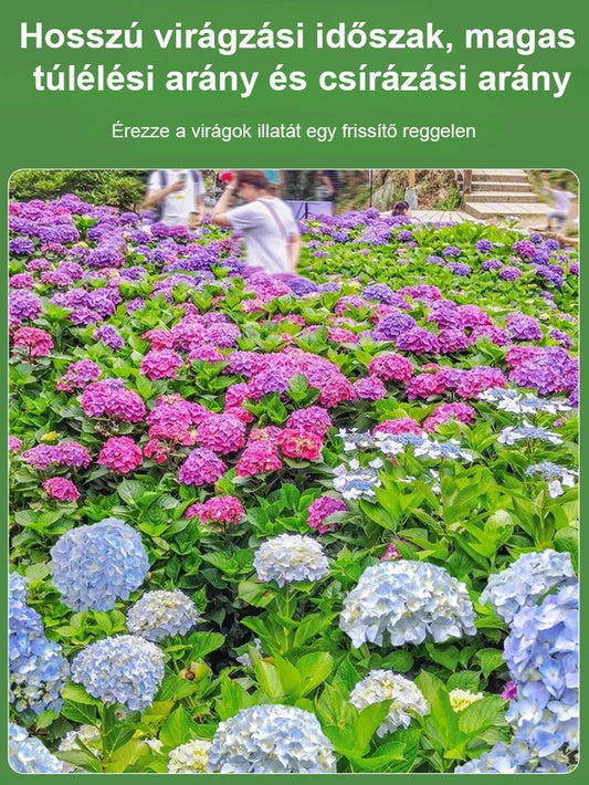 Hortenzia magok négy évszakban virágoznak.
