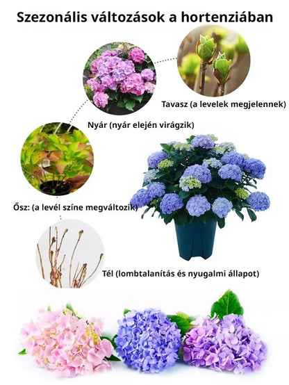 Hortenzia magok négy évszakban virágoznak.