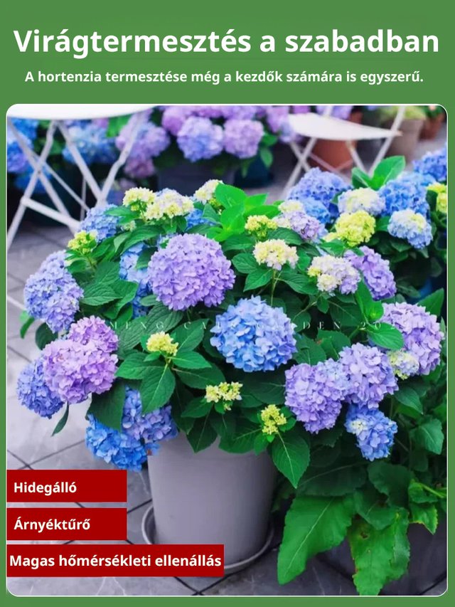 Hortenzia magok négy évszakban virágoznak.