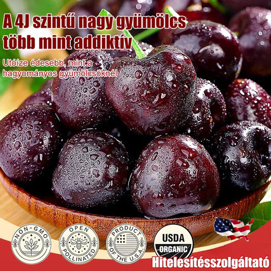 Teljes mértékben importált chilei cseresznye magvak