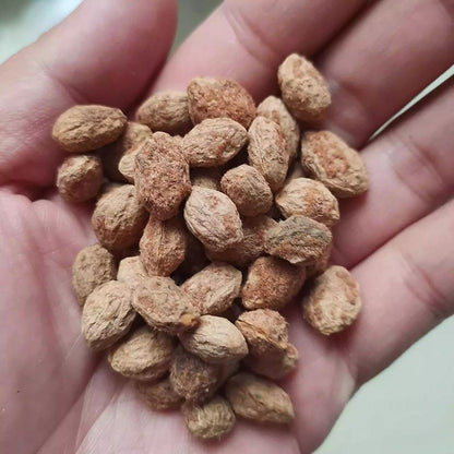 Keleti eperfa magvak ültetése házi kertben