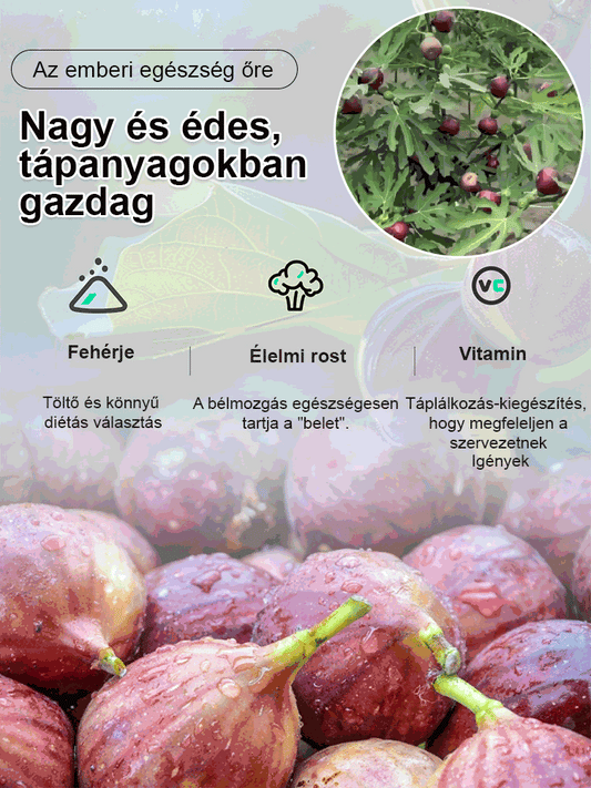 【Magas tápértékű】füge magok