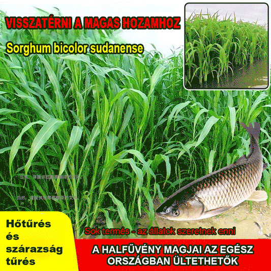 HFH-Importált magas Danwang füves csirke-, szarvasmarha-, juh- és haltenyésztési