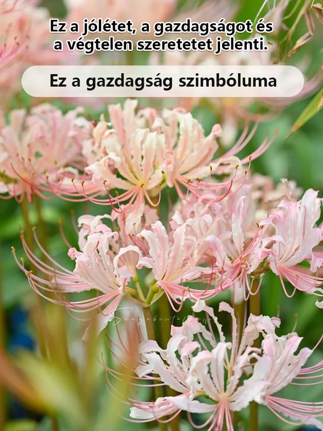 [Pénzhozó és szerencsehozó, illata messzire száll] Kiváló minőségű piros pókliliom magok