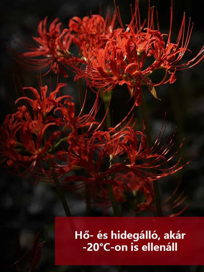 [Pénzhozó és szerencsehozó, illata messzire száll] Kiváló minőségű piros pókliliom magok