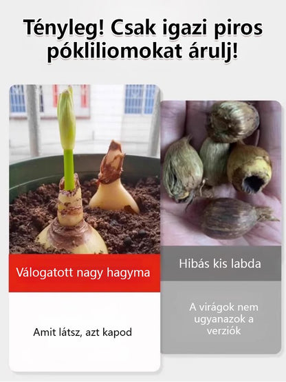[Pénzhozó és szerencsehozó, illata messzire száll] Kiváló minőségű piros pókliliom magok