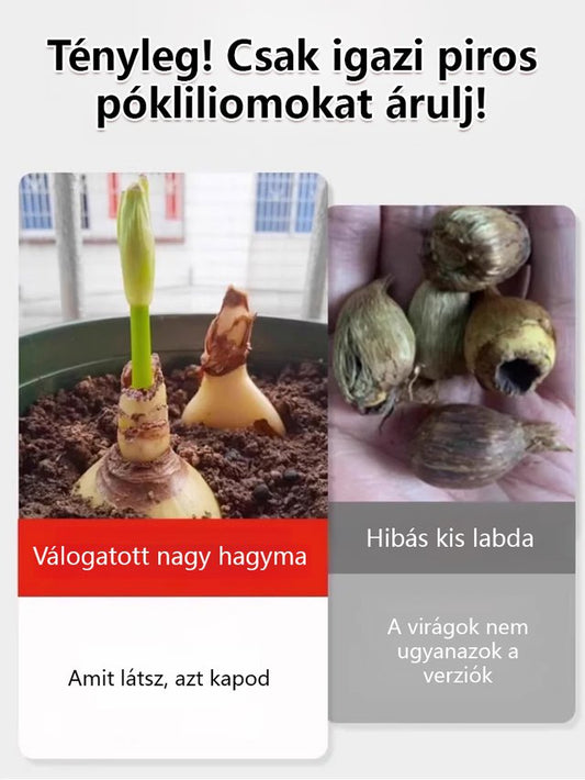 [Pénzhozó és szerencsehozó, illata messzire száll] Kiváló minőségű piros pókliliom magok