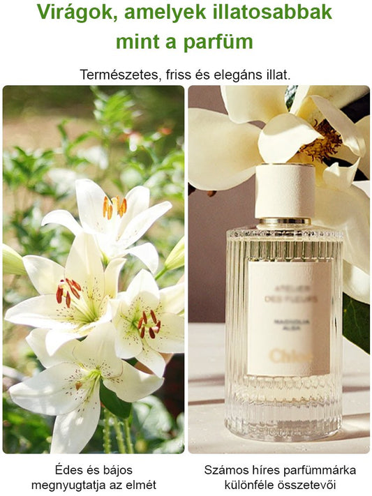 Négy évszak liliom hagymák