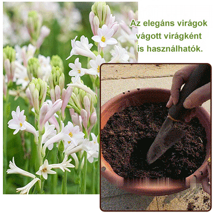 Éjszakai illatú tuberóza hagyma virág