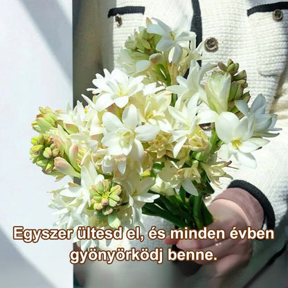 Éjszakai illatú tuberóza hagyma virág