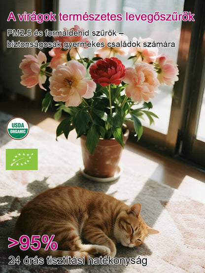 Válogatott bazsarózsa magok