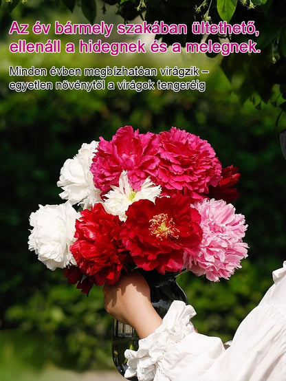 Válogatott bazsarózsa magok