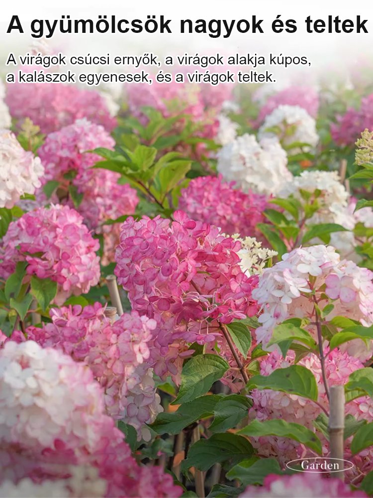 Négy évszakos eper hortenzia magok