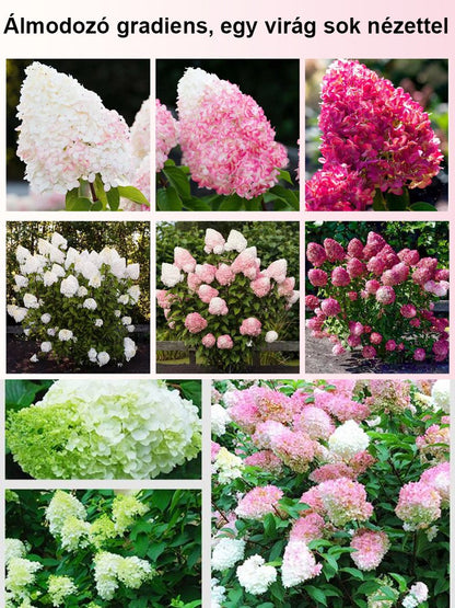 Négy évszakos eper hortenzia magok