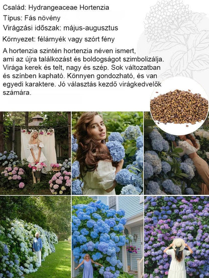 Négy évszakos eper hortenzia magok