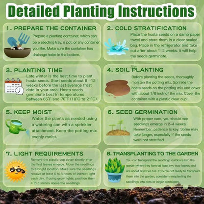 💥2025-ös akció 🌌Éjféli kék szívű hosta magok, egy árnyékkedvelő évelő kertbe