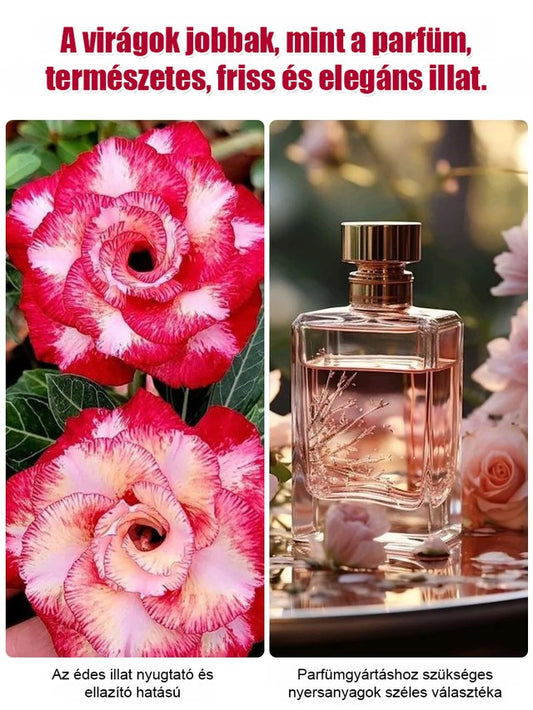 Öntözéssel akár 100 évig élhet a sivatagi rózsa hagymás virág.