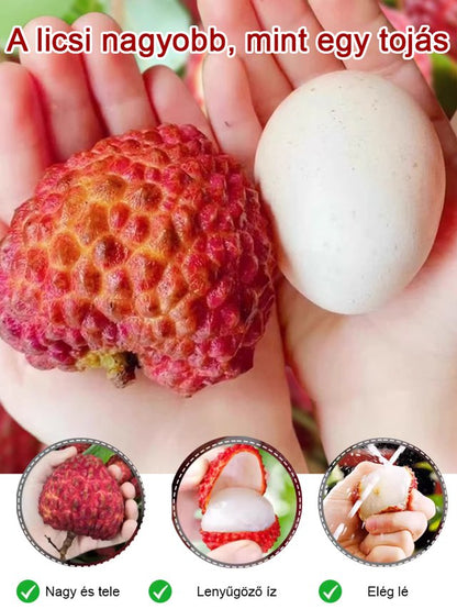 Prémium licsi palánták! Nagy gyümölcs, vastag hús, 99% túlélési arány!