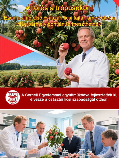 Prémium licsi palánták! Nagy gyümölcs, vastag hús, 99% túlélési arány!