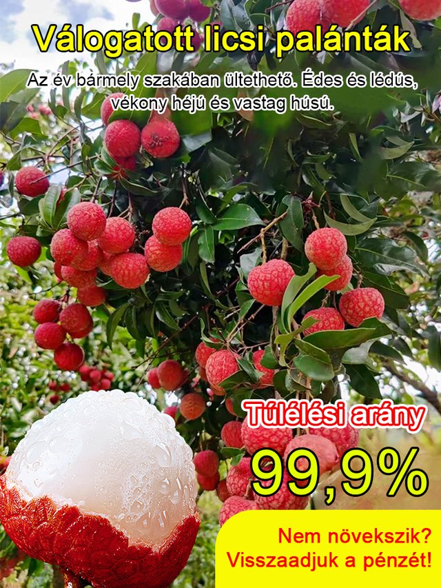 Prémium licsi palánták! Nagy gyümölcs, vastag hús, 99% túlélési arány!