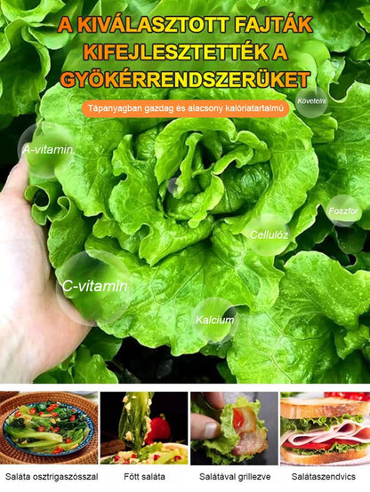 Négy évszak ültetése Olasz saláta magok