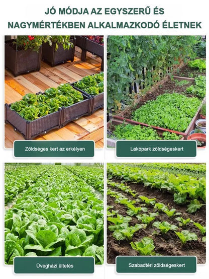 Négy évszak ültetése Olasz saláta magok