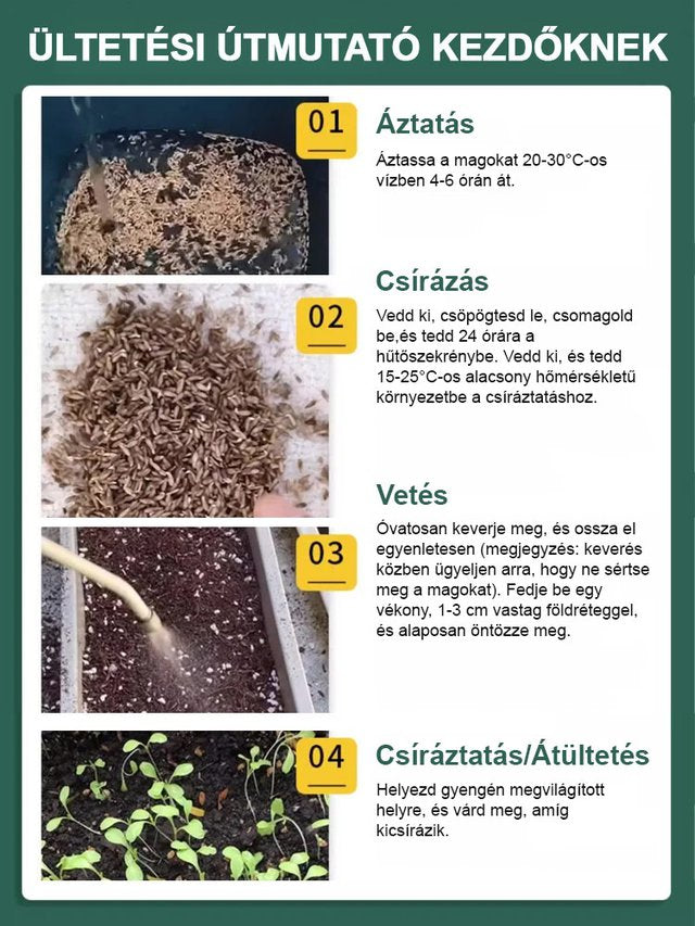 Négy évszak ültetése Olasz saláta magok