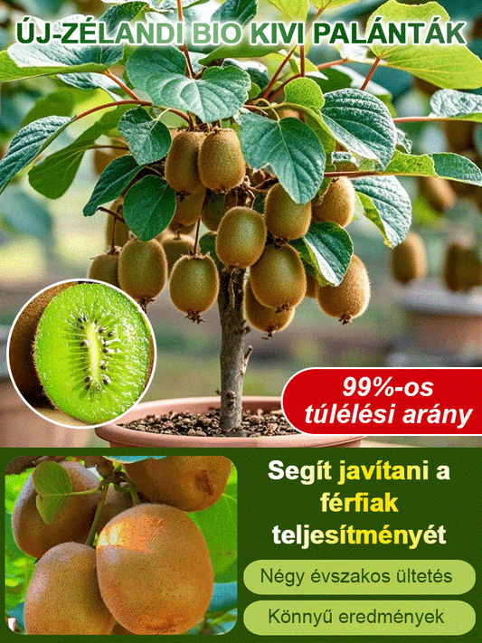 Fokozza a férfiak erejét Új zélandi bio kivi facsemete