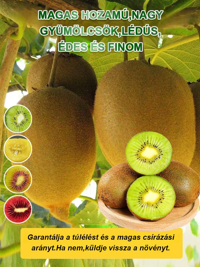Fokozza a férfiak erejét Új zélandi bio kivi facsemete