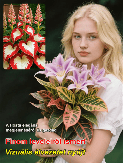 Ritka tarka levelű árnyékliliom magok