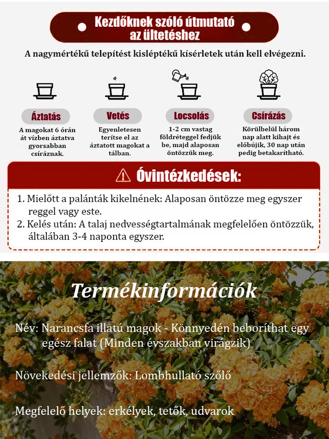 【Könnyedén befutja az egész falat】Négyszezonos virágzó narancsfa illatú magok