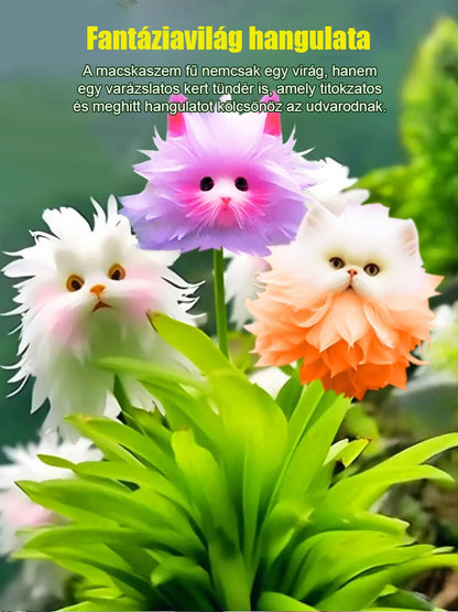 Titokzatos és aranyos macska szemű orchidea