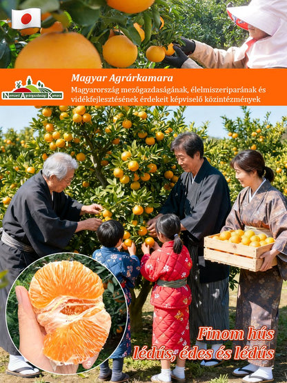 【Lágy, telt, lédús】Japán importált, édes Kanpei mandarinmagok