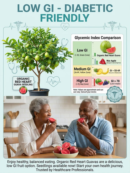 [C-vitamin bomba] Bio vörös guava palánták