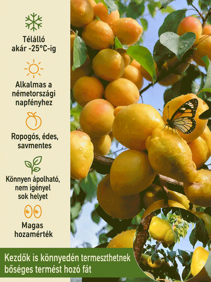 [Ropogós, édes és lédús] Hidegtűrő, törpe, könnyen gondozható "Pepper Apricot" csemete