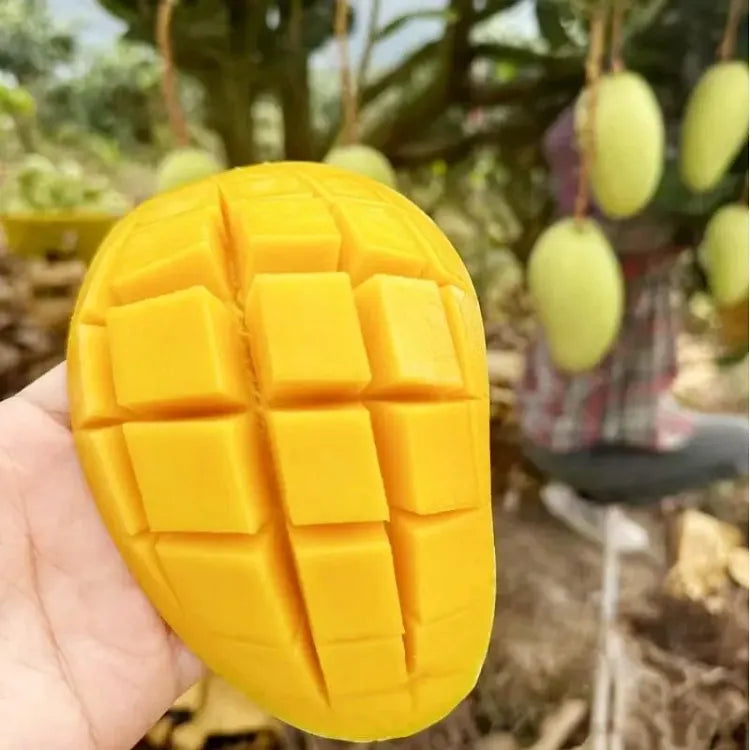 🥭 Bársonyos, édes és lédús mangópalánták – érezd a trópusok ízét a saját otthonodban 🌴