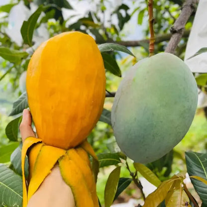 🥭 Bársonyos, édes és lédús mangópalánták – érezd a trópusok ízét a saját otthonodban 🌴