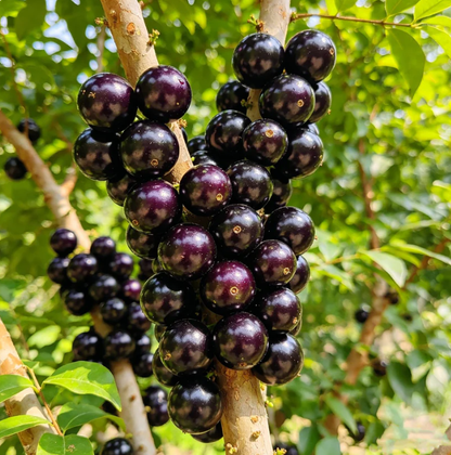 🍃 Heirloom Manor sorozat: 13 válogatott gyümölcsmagból álló készlet (nem GMO) 🌳 – Legnépszerűbb termék