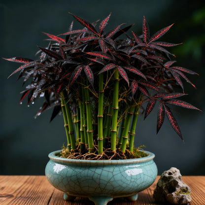 🌿 DreamBamboo - többszínű szerencsés bambuszciprus