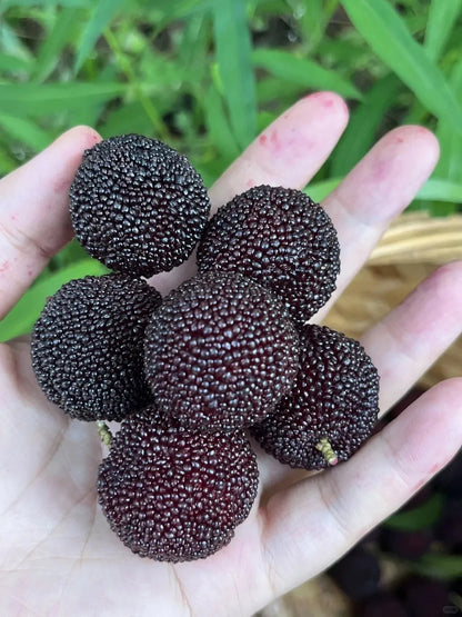 Óriás babérbogyó：Pingponglabda méretű, ⭐Eper és cseresznye ízkombinációja